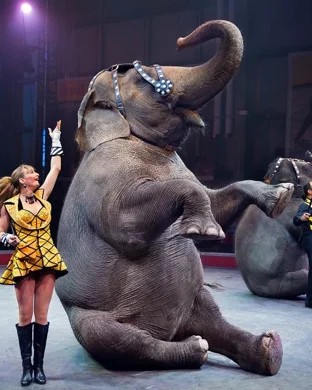 Ringling Bros. and Barnum & Bailey Circus Houston