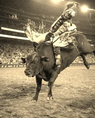 Houston Livestock Show And Rodeo Houston