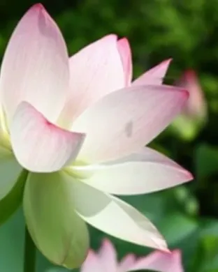 Lotus Houston